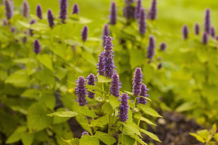 انواع گونه های زوفا